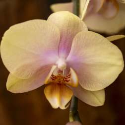 Close-up of a pale pink and yellow orchid bloom