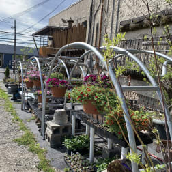 Rows of potted flowering plants displayed on metal racks outdoors