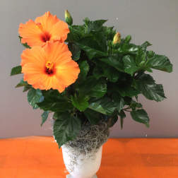 Hibiscus Pedestal Planter