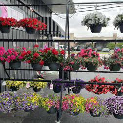 12 in Mixed Hanging Baskets