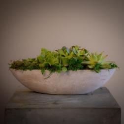 Petite Succulent Boat