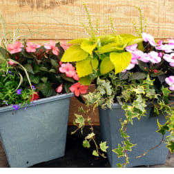 Two potted flowering plants in gray containers with pink and purple blooms