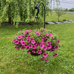 Pink flowering hanging basket on a black metal hook in a grassy yard