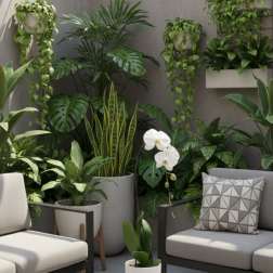 White orchid in a white pot on a concrete table, surrounded by potted houseplants