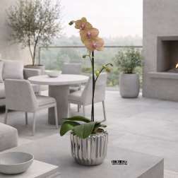 Exclusive Orchid Miami