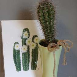 Cactus Set with Photo