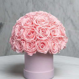 Pink Blossom Dreams