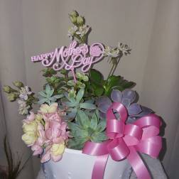 Succulent dish garden