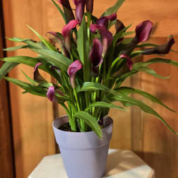 Purple calla lilies in a lavender pot