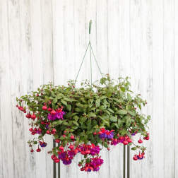 Hanging basket of trailing pink and purple fuchsia flowers