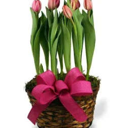 TULIP PLANT