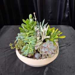Mixed succulent arrangement in a shallow white bowl