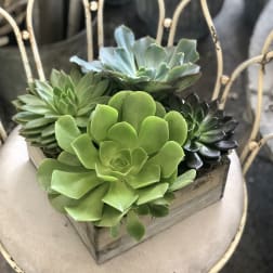 Urban Gardener Succulent Garden