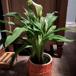 Calla Lily