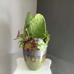 Paddle Cactus Mixed Pot