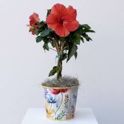 Braided Hibiscus Plant