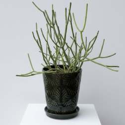 Pencil Sticks Cactus