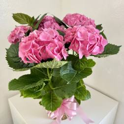 Pink hydrangea blooms in a basket tied with a pink ribbon
