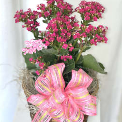 Pink flowering plant in a woven basket with a large ribbon bow