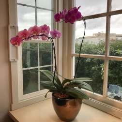 Two pink orchid stems in a metallic pot on a windowsill.