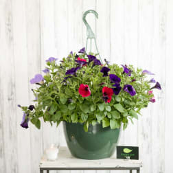 Purple and pink petunias in a green hanging pot