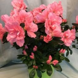 Azalea Plant