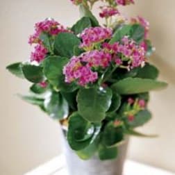 Potted Pink Kalanchoe