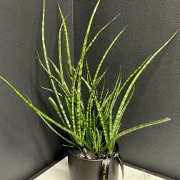Sansevieria Plant