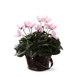The FTD Pink Cyclamen