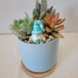 Succulent in Blue