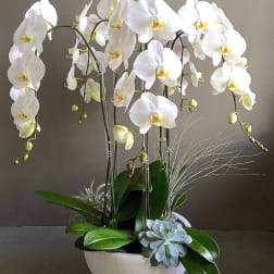 The Orchid Font