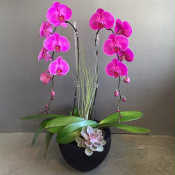 Double Pink Crystal