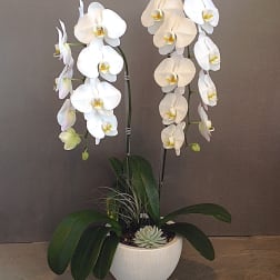 Double White Crystal