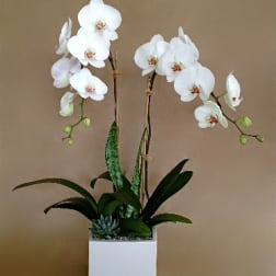 Double White Orchid