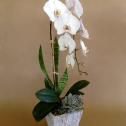 Single White Orchid