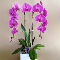 Double Pink Orchid