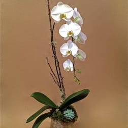 Single White Birch Orchid