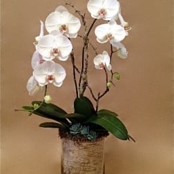 Double White Birch Orchid