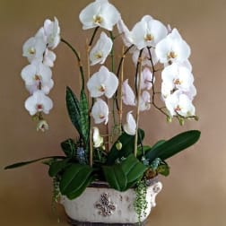 The Orchid Garden