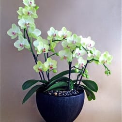 Sunshine Orchid Bowl