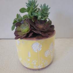 Delicate Yellow