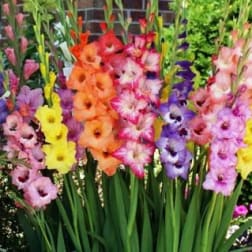 Colorful gladiolus flowers in a garden display