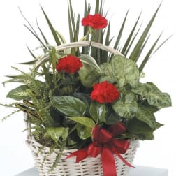 Red Splendor Garden