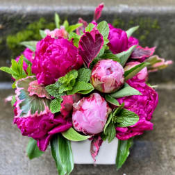 Pink peonies arranged in a white container