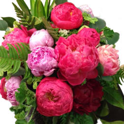 Peony Peony Peony