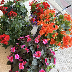 Hanging Baskets