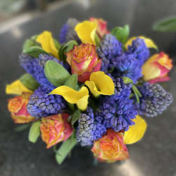 Hyacinth and Sunshine
