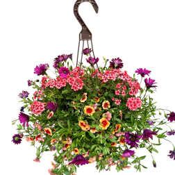 Lucky Charms! | Outdoor Hanging Basket