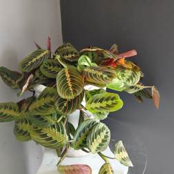 Prayer Plant