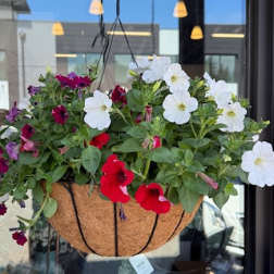 HANGING MIXED ANNUAL BASKET